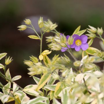 Polemonium pulcherrimum Golden Feathers - Jakobsladder