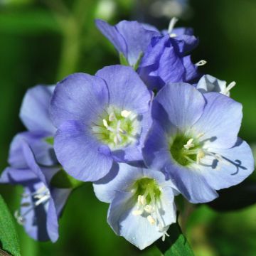 Polemonium reptans - Griekse valeriaan