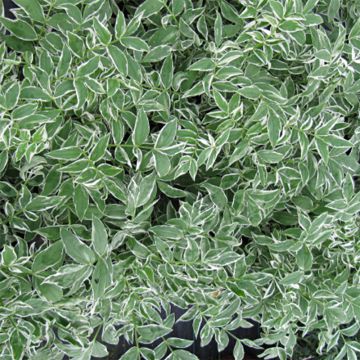 Polemonium reptans Touch of Class - Griekse valeriaan