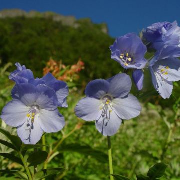 Polemonium yezoense Purple Rain - Jakobsladder
