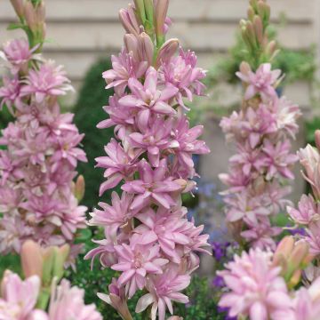 Polianthes tuberosa Pink Sapphire - Tuberoos