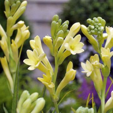 Polianthes tuberosa Yellow Baby - Tuberoos