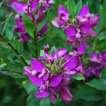Polygala myrtifolia - Vleugeltjesbloem
