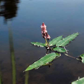 Persicaria amphibia - Veenwortel