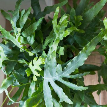 Phlebodium pseudoaureum - Blauwvaren