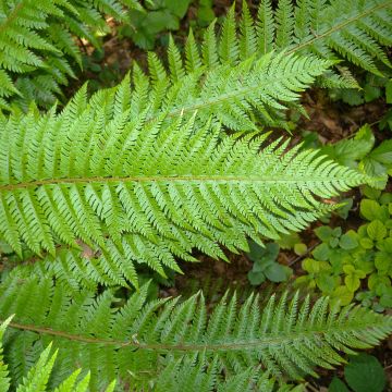 Polystichum aculeatum - Stijve naaldvaren