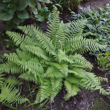 Polystichum setiferum Herrenhausen - Zachte naaldvaren