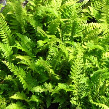 Polystichum setiferum Proliferum - Zachte naaldvaren