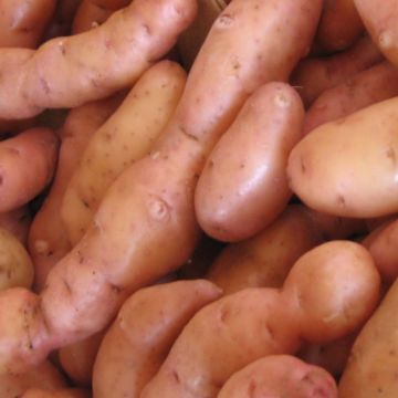 Aardappel Corne de Gatte BIO