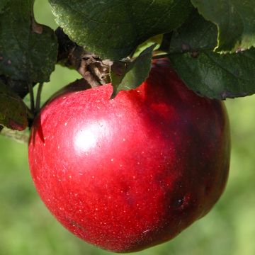 Malus Ballerina Red Leaf - Appelboom