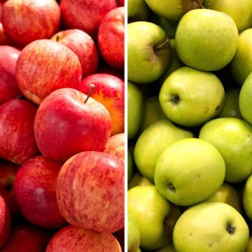 Dubbelappelboom Gala + Golden Delicious Dubbelappelboom Gala + Golden Delicious