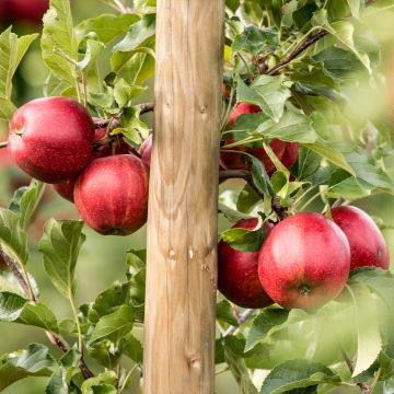 Appelboom Jumbo Hanners