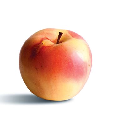 Appelboom Winter Banana