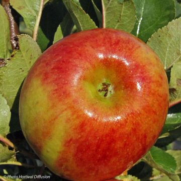 Zuilvormige appelboom Rhapsodie Zuilvormige appelboom Rhapsodie