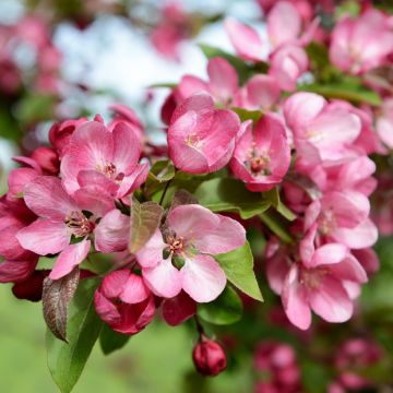 Malus Indian Magic - Sierappel