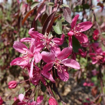 Malus Royal Beauty Variegata - Sierappel