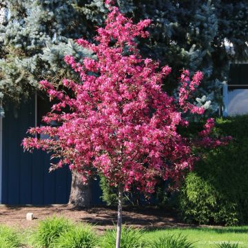 Malus Royal Raindrops - Sierappel