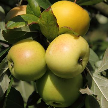 Dwergappelboom Fruit Me Apple Me Yellow Golden (autofertiel)