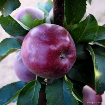 Zuilvormige appelboom Chinon - Georges Delbard