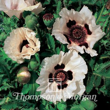 Papaver orientale Checkers (zaad) - Oosterse papaver