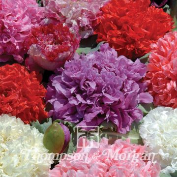 Papaver somniferum Ooh la la (zaad) - Eenjarige slaapbol