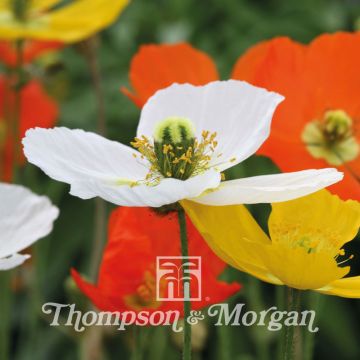 Papaver nudicaule Summer Breeze Mixed (zaad) - IJslandse papaver