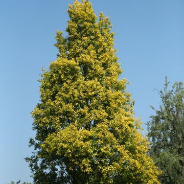 Populus nigra Lombardy Gold - Zwarte populier