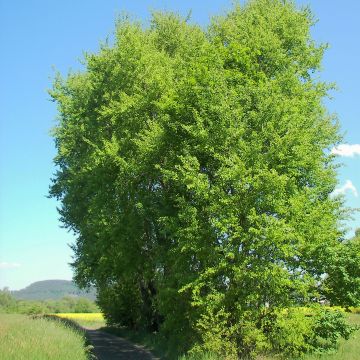 Populus tremula - Ratelpopulier