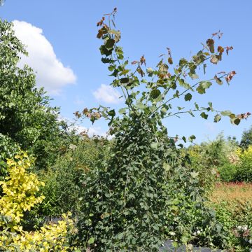 Populus tremula Pendula - Ratelpopulier