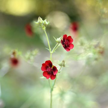 Potentilla atrosanguinea - Donkerbloedrode ganzerik