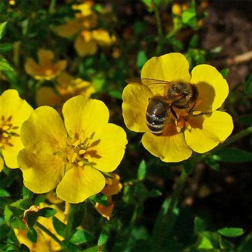 Potentilla aurea - Gouden ganzerik