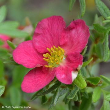 Potentilla fruticosa Bellissima - Struikganzerik