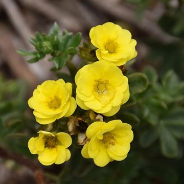 Potentilla fruticosa Citrus Tart - Struikganzerik