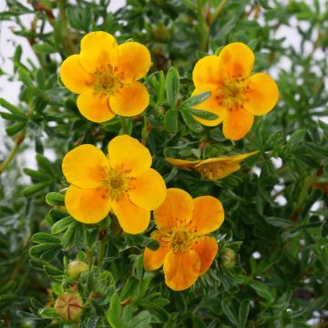 Potentilla fruticosa Mandarin Tango - Struikganzerik