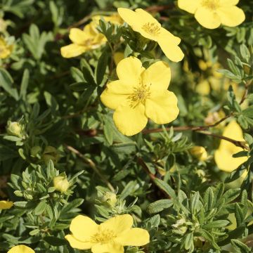 Potentilla fruticosa Medicine Wheel Mountain - Struikganzerik