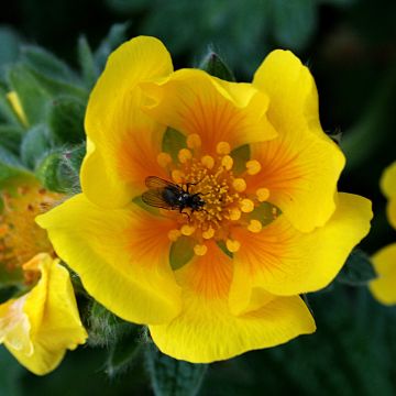 Potentilla megalantha - Grootbloemige ganzerik