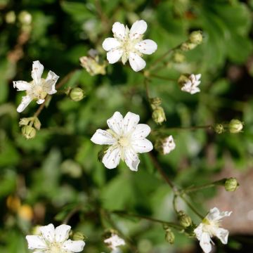 Potentilla tridentata Minima - Ganzerik