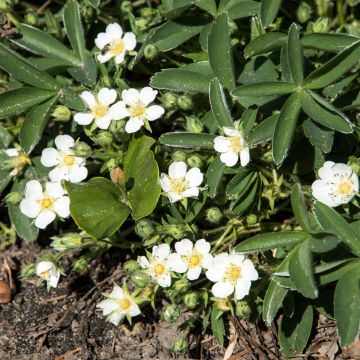 Potentilla tridentata Nuuk - Ganzerik
