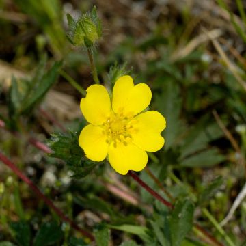 Potentilla verna - Voorjaarsganzerik