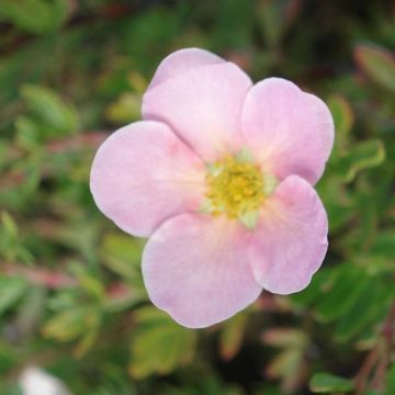 Potentilla fruticosa Princess Pink Queen - Struikganzerik