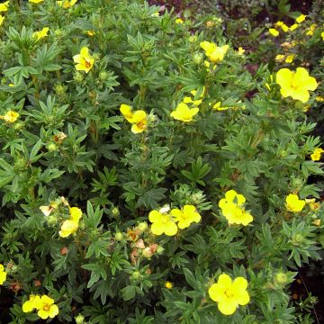 Potentilla fruticosa Kobold - Struikganzerik