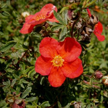 Potentilla fruticosa Rood Lady - Struikganzerik