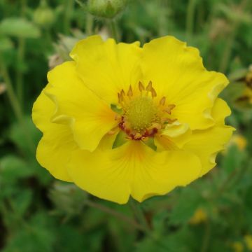 Potentilla Yellow Queen - Ganzerik