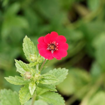 Potentilla Gibson s Scarlet - Ganzerik