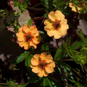 Potentilla tonguei - Ganzerik