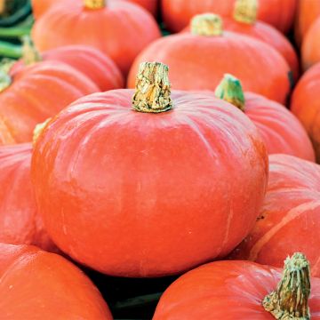 Hokkaido-pompoen Flexi Kuri F1 BIO