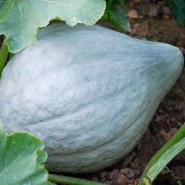 Reuzenkalebas Blue Hubbard BIO - Ferme de Sainte Marthe Reuzenkalebas Blue Hubbard BIO - Ferme de Sainte Marthe