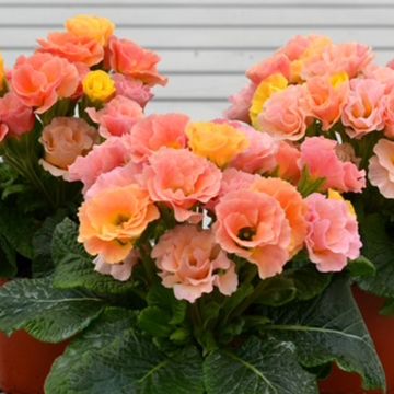 Primula Frilly Salmon and Peach - Stengelloze sleutelbloem