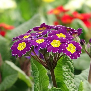 Primula elatior Veristar Late Twinkle Violet - Slanke sleutelbloem