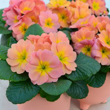 Primevère Mango - Primula